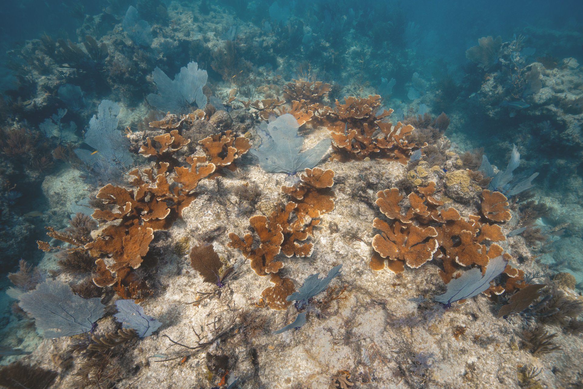 Oris Oris Carysfort Reef Limited Edition 01 798 7754 4185-Set RS Replica 2