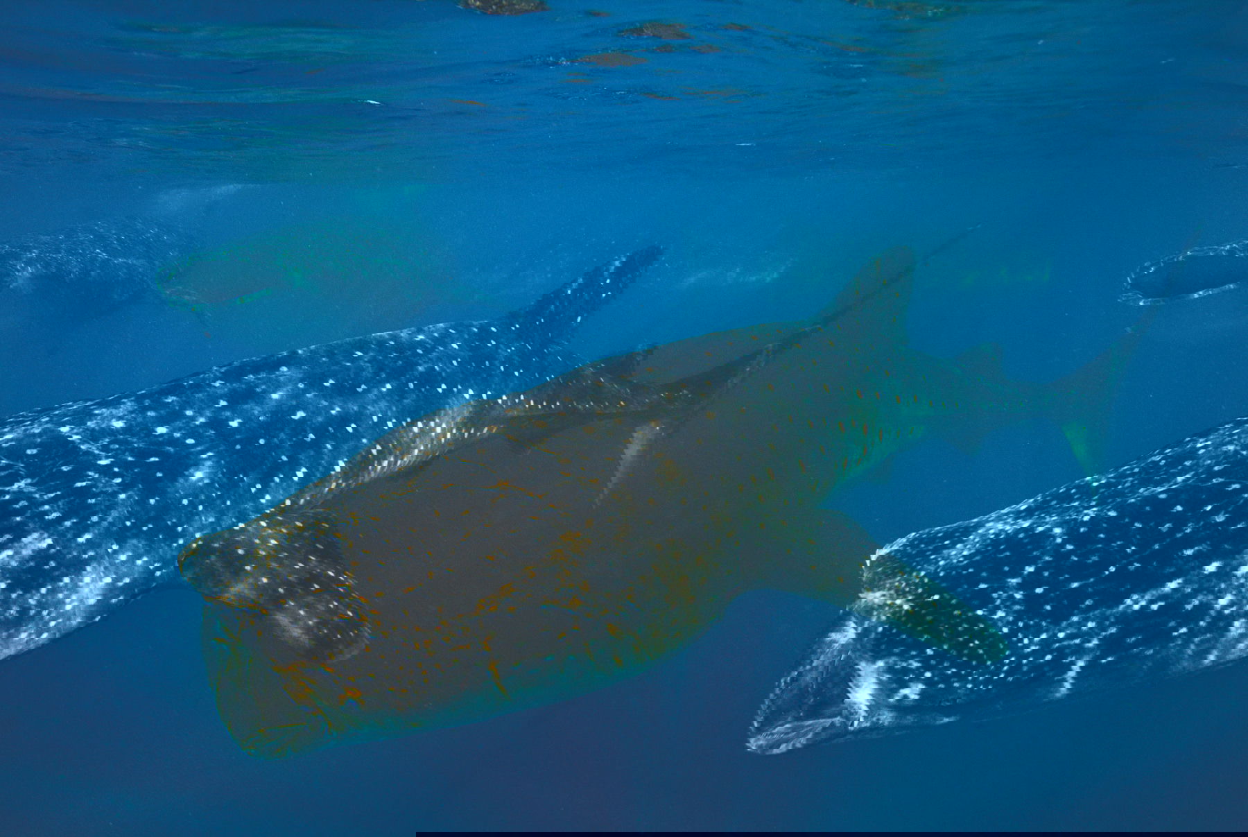 IMG_9085 Oris Whale Shark Limited Edition 798 7754 4175-Set MB Replica 2