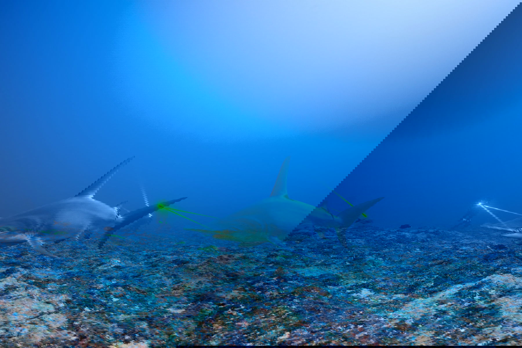 IMG_9081 Blancpain Fifty Fathoms Bathyscape Limited Edition Mokarran 5005 0153 NABA Replica 6