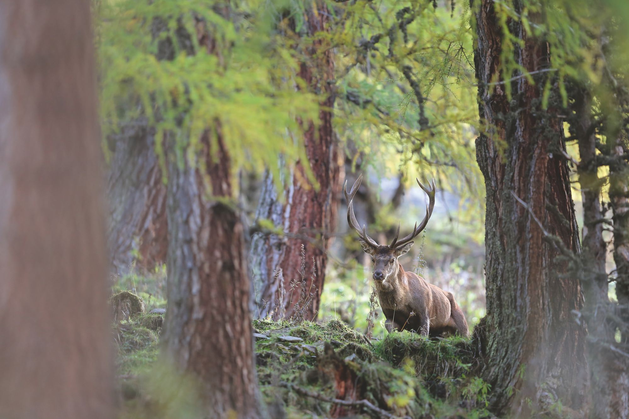 IMG_9081 Oris Big Crown X Cervo Volante 01 754 7779 4065-Set Replica 6