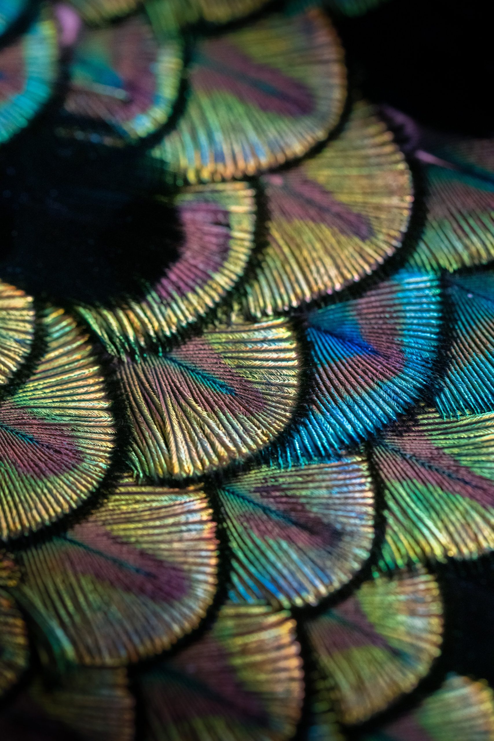 Bvlgari Divas’ Dream Peacock Dischi 103473 Replica 7