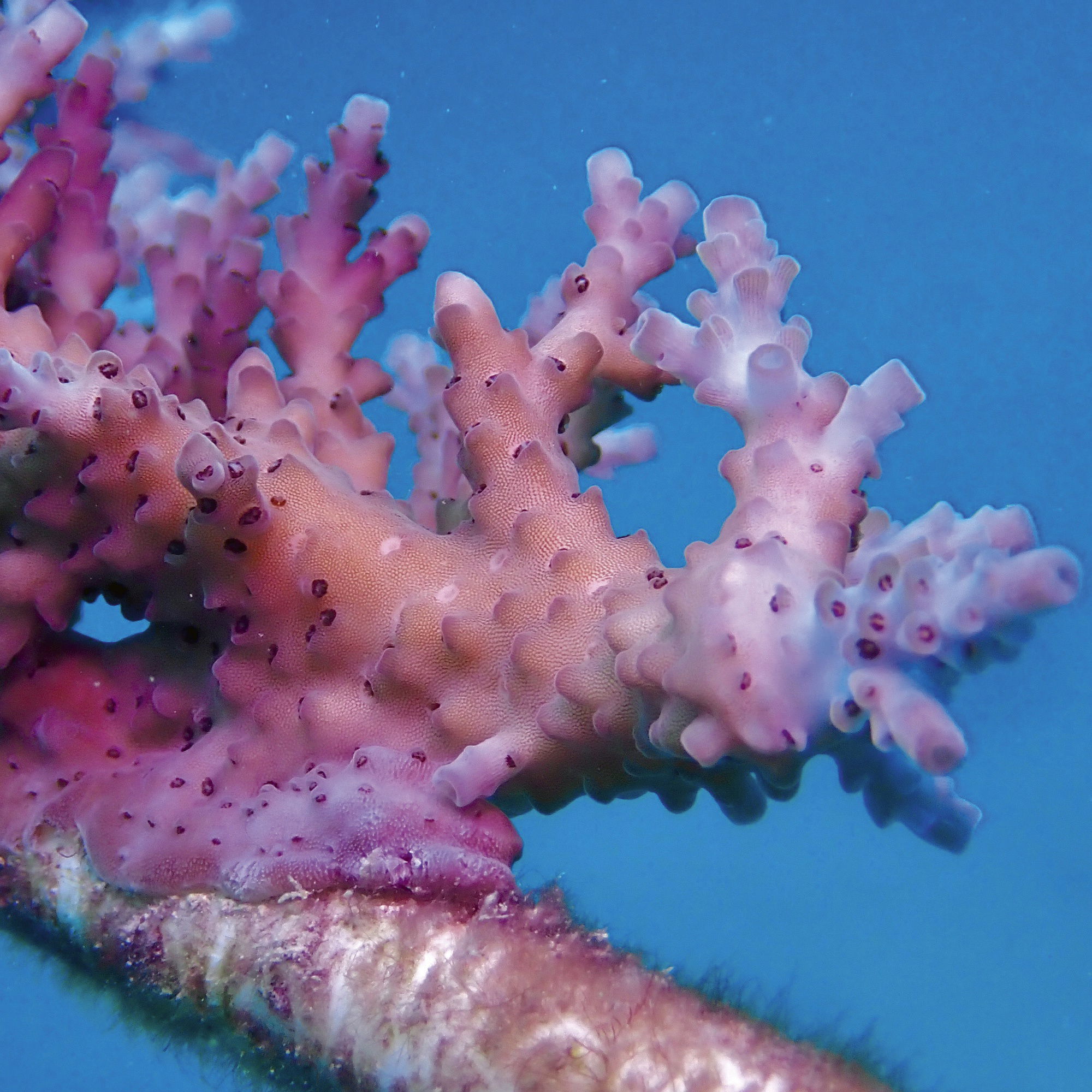 IMG_9081 Oris Aquis Great Barrier Reef Limited Edition IV 01 400 7790 4185-Set Replica 7